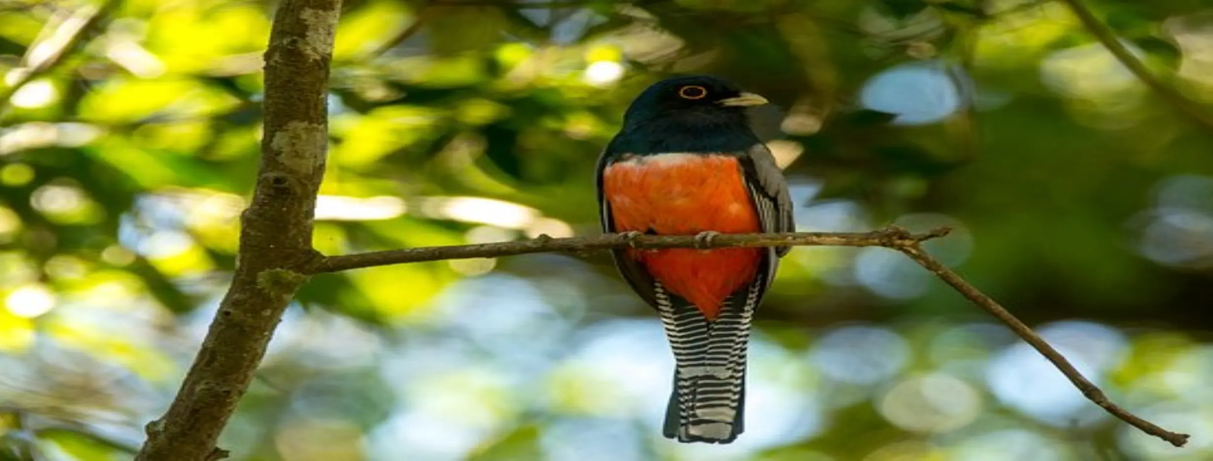 Image for A Haven for Wildlife